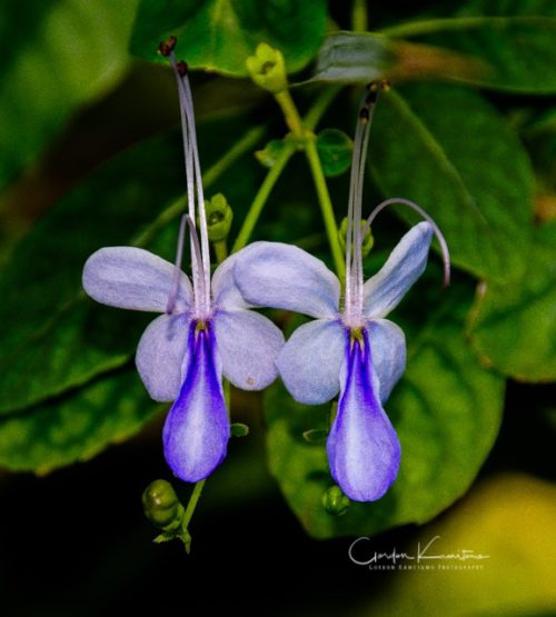 Cat Whiskers Flowers