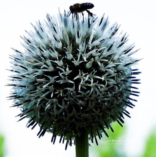 Globe Thistle with Bee