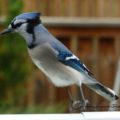 Blue Jay Taking Flight