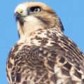 This Ferruginous Hawk was perched in my backyard