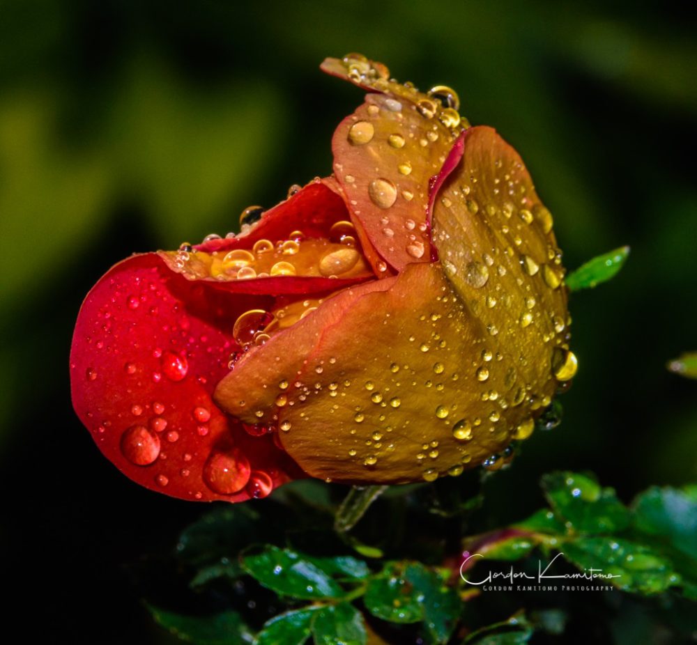 Rose With Water Droplets Gordon Kamitomo   Flower With Droplets 1000x926 