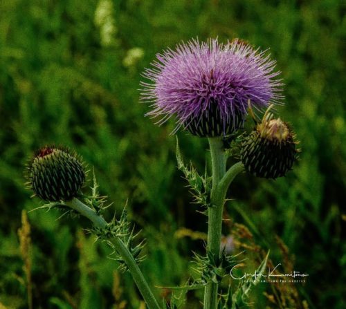 Globe Thistle