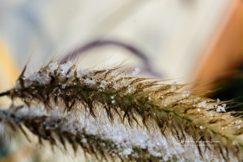 Ice on Pine