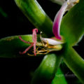 Orchid Macro