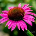 Pink Daisy Flowers