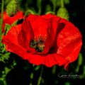 Common Poppy