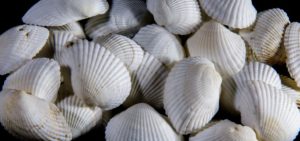 Stock Photos - White Shells