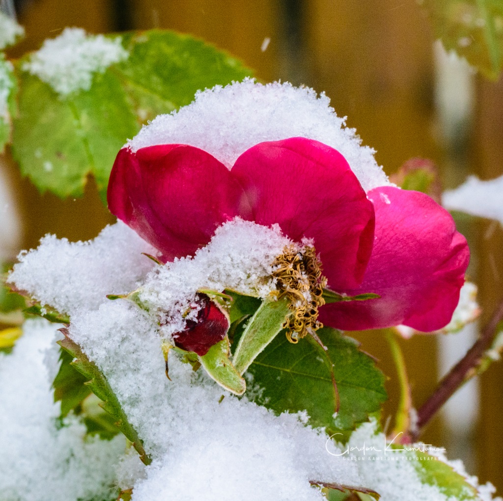 Snow on Petals - Gordon Kamitomo