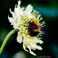 Hydrangea with Bee