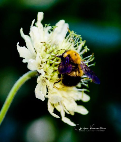 Hydrangea with Bee