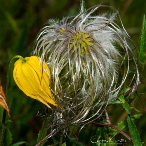 Thistle