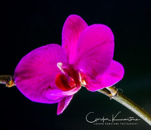 Pink Orchid