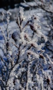 Winter Ice on Branches