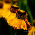 Black Eyed Susan Flower