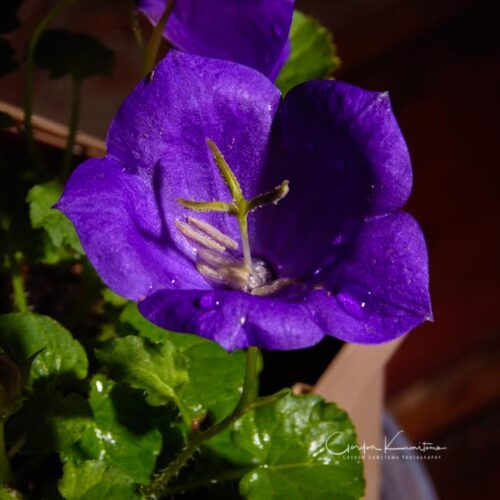 Carpathian Bellflower