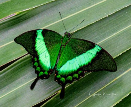 Green Butterfly