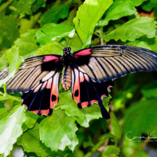 Butterfly with Red and Orange