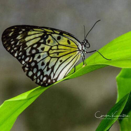 Butterfly on Leaf