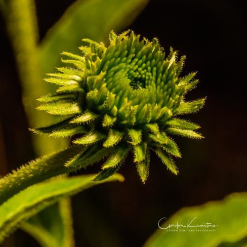 Cone flower starting to bloom