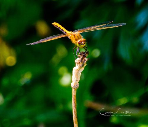 Dragon Fly on Stem