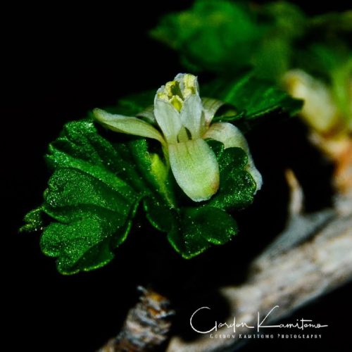 Gooseberry Flower