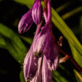 Mini Hosta flower