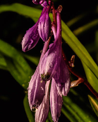 Mini Hosta flower