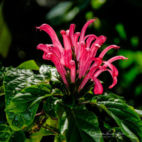 Mondara Bee Balm flower