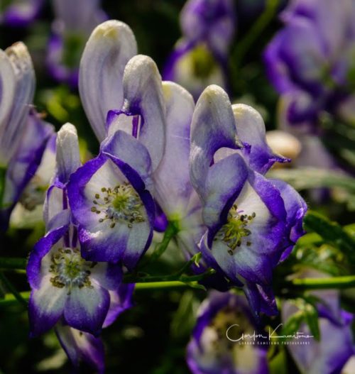 Monkshood