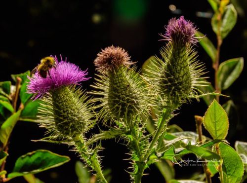 3 Thistles and Bee