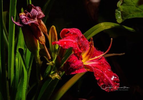 Trophy Taker Daylily