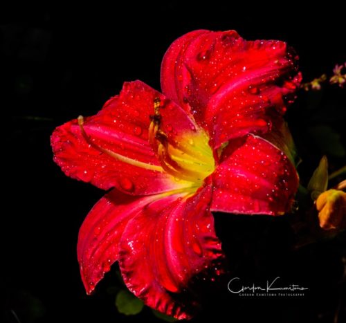 Trophy Taker Daylily