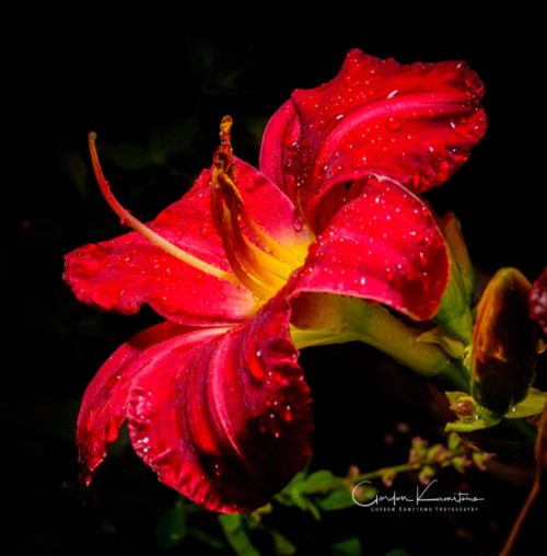 Trophy Taker Daylily