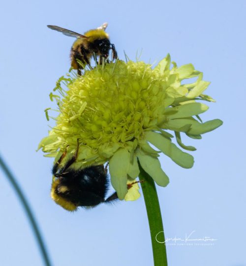 Hydrangea with Two Bees