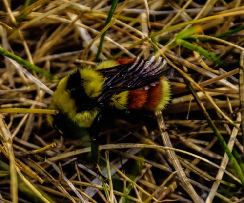 Bumble Bee in grass