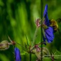 Delphinium with Bee