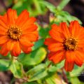 Elegant Zinnias Calgary Alberta