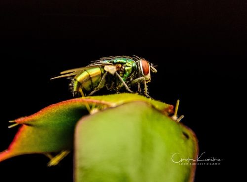 Fly on Cactus