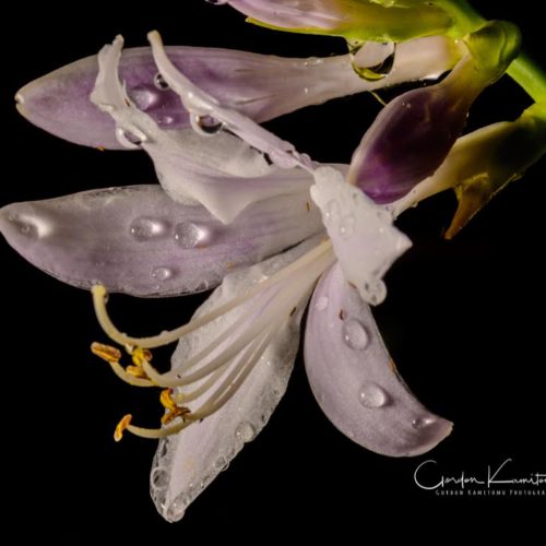 Hosta with Water Droplets