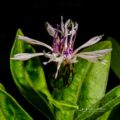 Perennial Cornflower