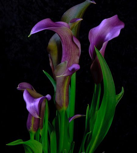 Calla Lilies