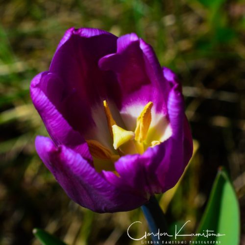 Tulip