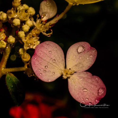 Hydrangea