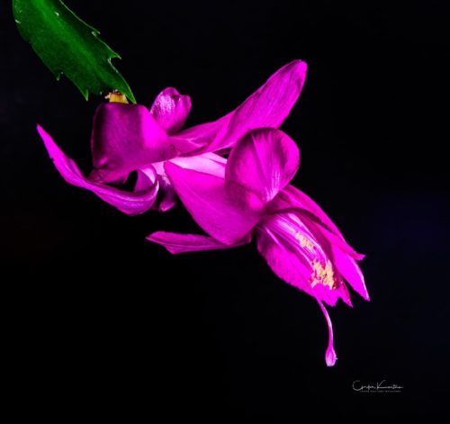 Christmas Cactus